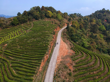 茶山风光