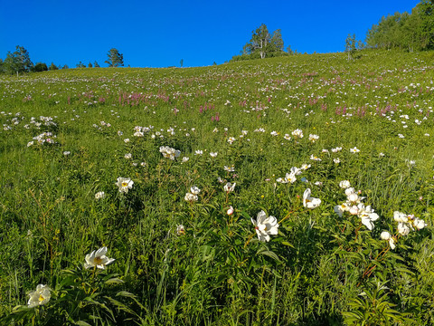 开遍野花的山坡