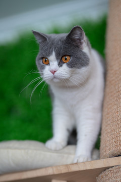 黑白花的猫咪