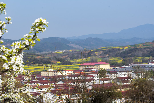 陕西汉中油菜花梨花