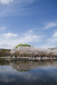 北京玉渊潭公园樱花节