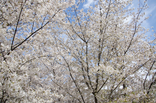 樱花时节满树花