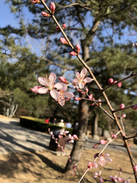 桃花盛开