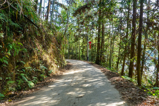 林间公路