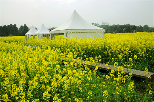 油菜花帐篷