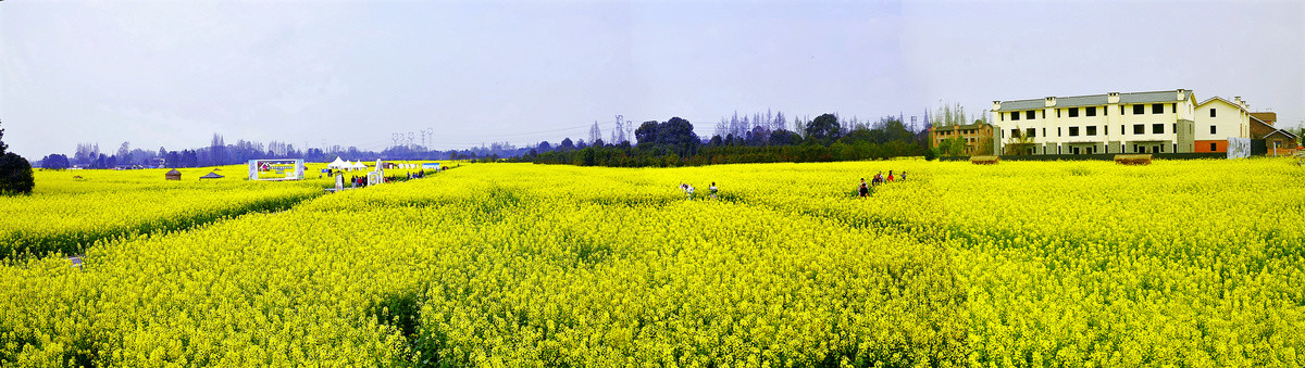 油菜花全景图