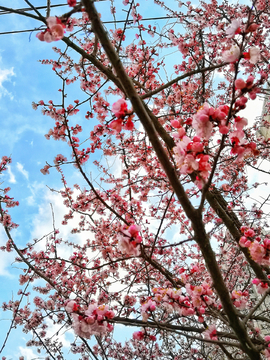 桃花  天空