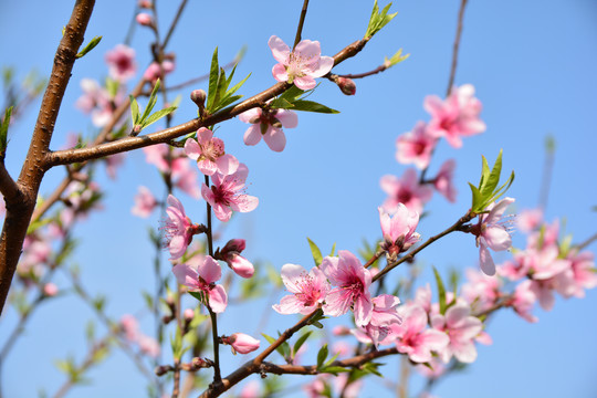 桃花