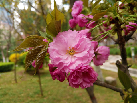 樱花