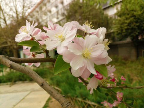 海棠花