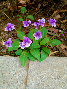 紫花地丁