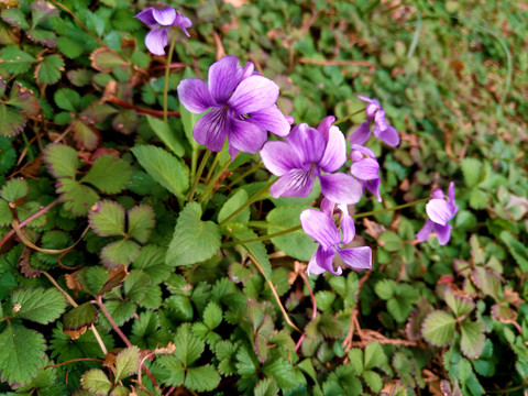 紫花地丁