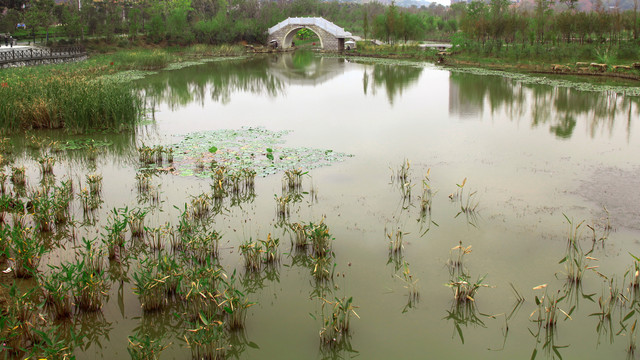 湿地