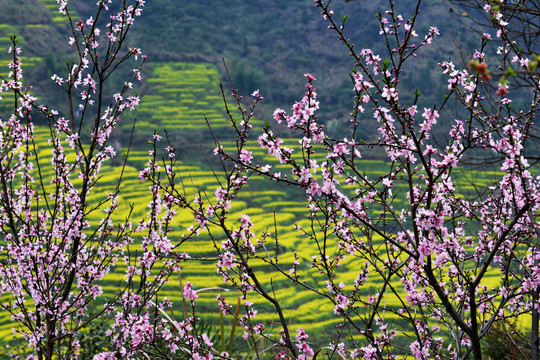 婺源油菜花