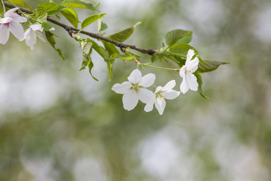 樱花