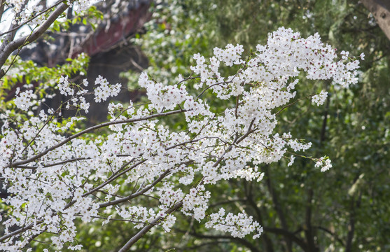 樱花