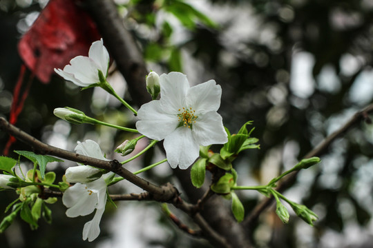 樱花