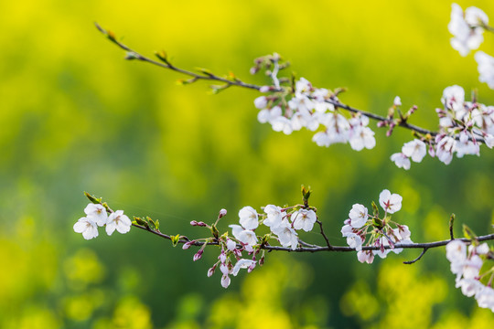 樱花烂漫几多时6