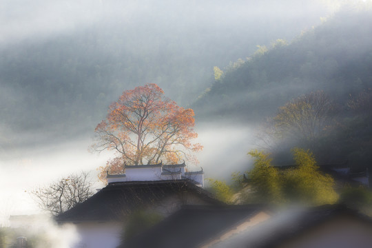 屋后小树