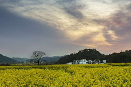 乡村黄花