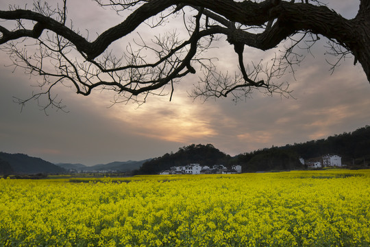 乡村油菜花