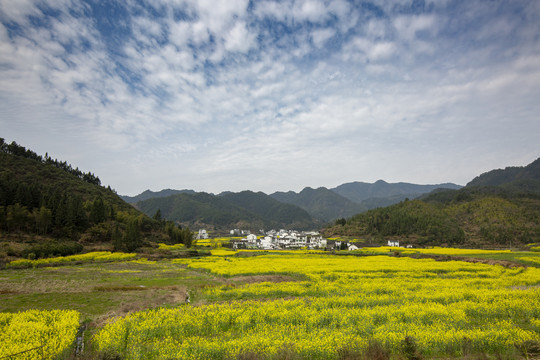 田野