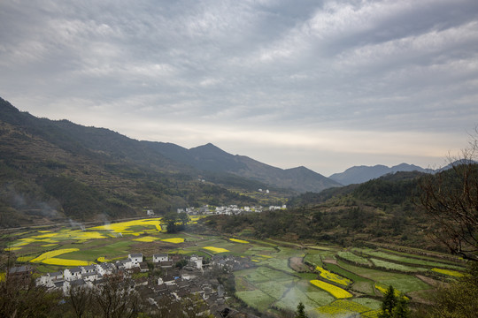 田野油菜花