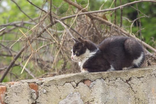 野外的猫儿