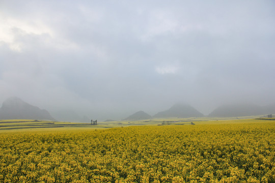 羅平油菜花兒