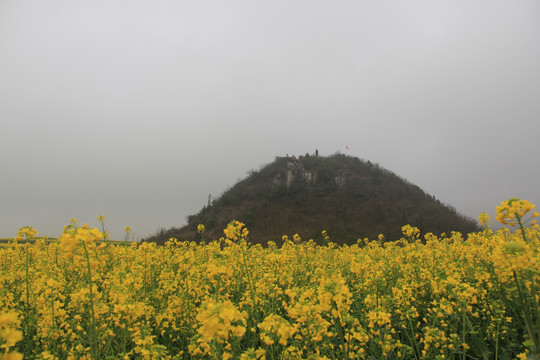 罗平油菜花儿