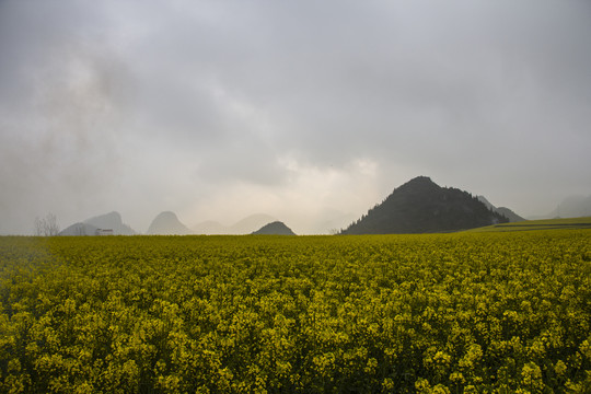 云南罗平油菜花儿