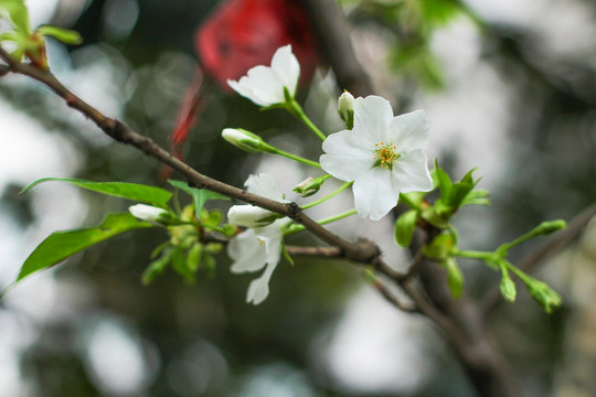 樱花