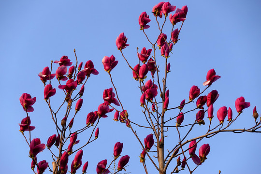 红玉兰花