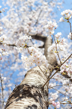 樱花