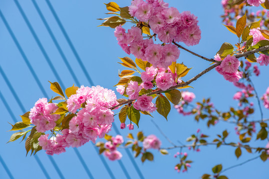 樱花