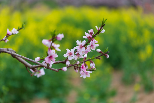 桃花