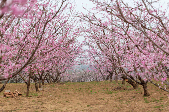 桃花