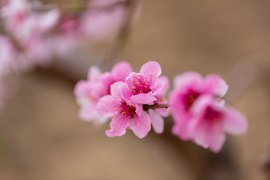 桃花