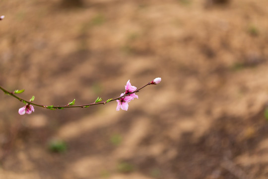 桃花