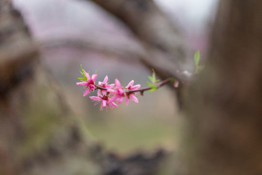 春天桃花开