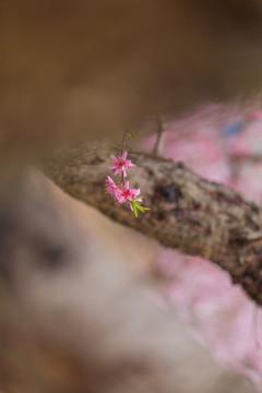 桃花开