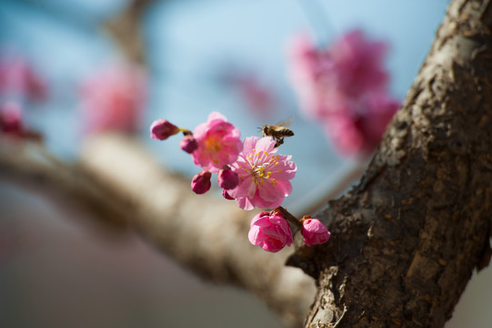 梅花