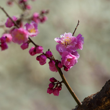 梅花