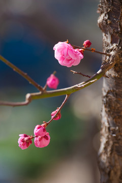 梅花