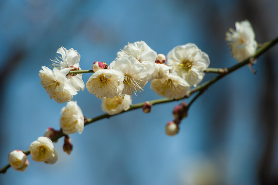 梅花