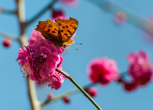 蝶恋花