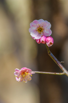 梅花