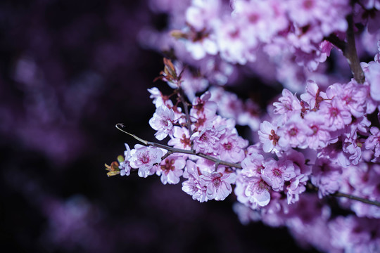 黑背景桃花