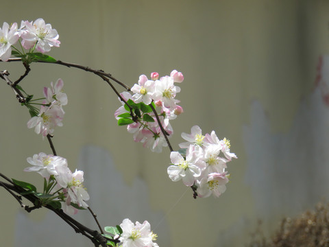 海棠花