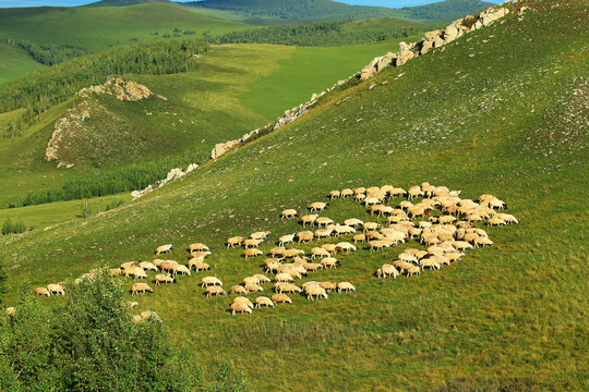 山地牧场羊群